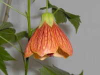 image of flower
