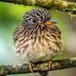 image of bird
