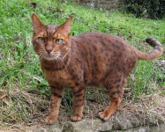 image of animal