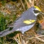 image of bird