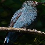 image of bird