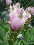 image of flower