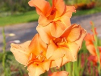 image of flower