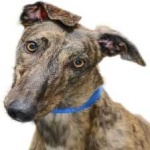 image of animal