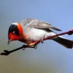 image of bird