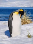 image of king_penguin #25