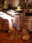 image of chesapeake_bay_retriever
