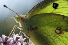 image of sulphur_butterfly #14