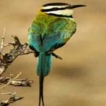 image of white_throated_bee_eater #10