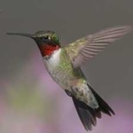 image of bird