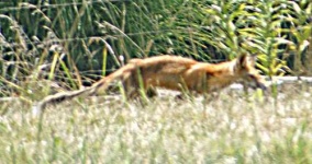 image of red_fox