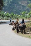 image of water_buffalo