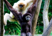 image of gibbon