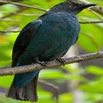 image of bird