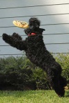 image of kerry_blue_terrier