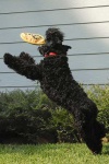 image of kerry_blue_terrier #2