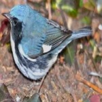 image of black_throated_warbler #11