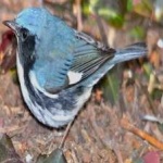 image of bird