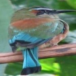 image of bird