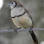 image of bird