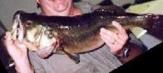 image of animal