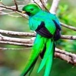 image of bird