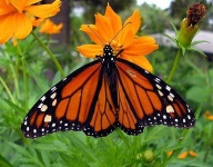 image of monarch #10