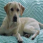 image of animal