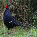image of bird