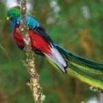 image of bird