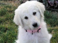 image of kuvasz