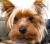 image of animal