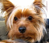 image of yorkshire_terrier #14