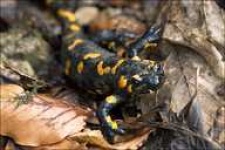 image of european_fire_salamander