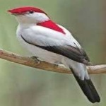 image of bird