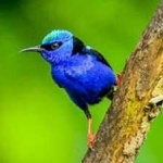image of bird