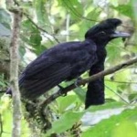 image of bird
