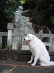 image of great_pyrenees
