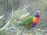 image of lorikeet