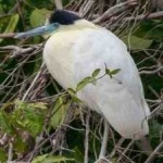 image of bird