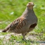 image of bird