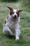 image of welsh_springer_spaniel #1