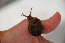 image of snail