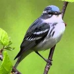 image of bird