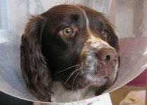 image of english_springer