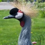 image of bird