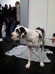 image of great_dane