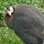 guineafowl