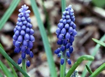 image of grape_hyacinth #18