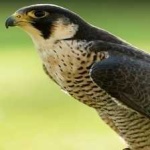 image of bird